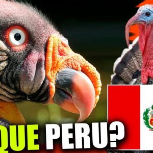 Você NÃO VAI ACREDITAR 🦃 Sabe qual a ORIGEM da AVE "Peru" ? 🌤