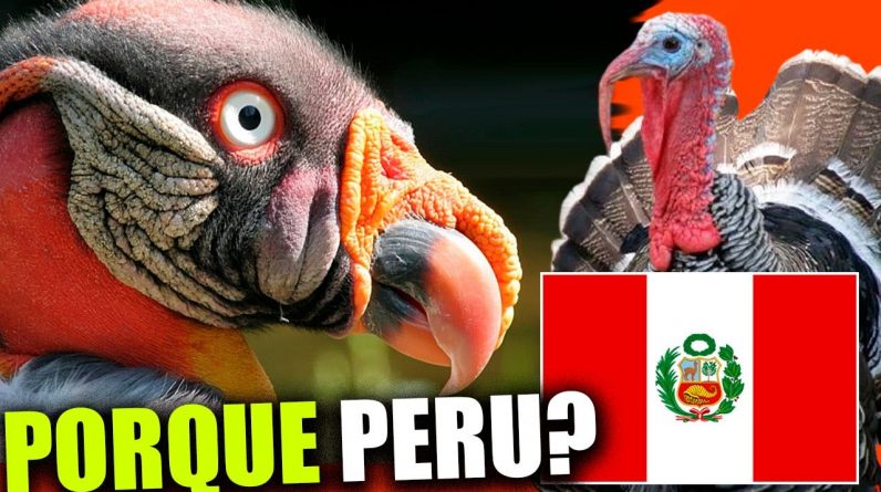 VocÃª NÃƒO VAI ACREDITAR ðŸ¦ƒ Sabe qual a ORIGEM da AVE "Peru" ? ðŸŒ¤